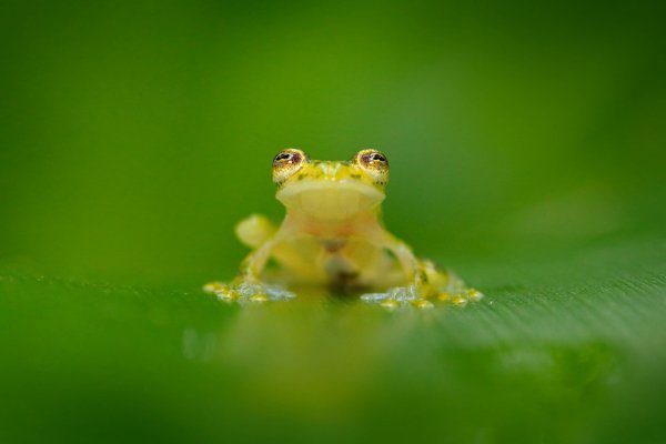 Fleschmann´s Glass Frog (Hyalinobatrachium fleischmanni), rosněnka Fleischmannova, Puerto Viejo, Costa Rica