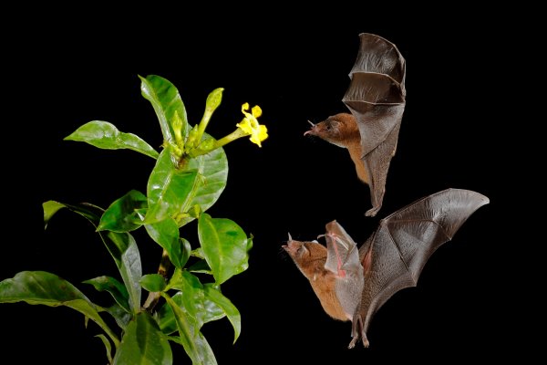 Orange nectar bat (Lonchophylla robusta) listonos citrusový, Boca Tapada, Costa Rica
