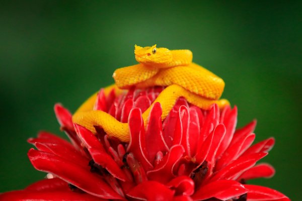 Eyelash Viper (Bothriechis schlegeli) křovinář ostnitý, Boca Tapada, Costa Rica