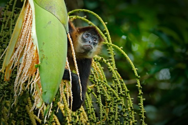 Black-handed spider monkey (Ateles geoffroyi) chápán středoamerický, Boca Tapada, Costa Rica