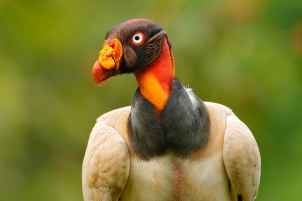 King Vulture (Sarcoramphus papa) kondor královský, Boca Tapada, Costa Rica