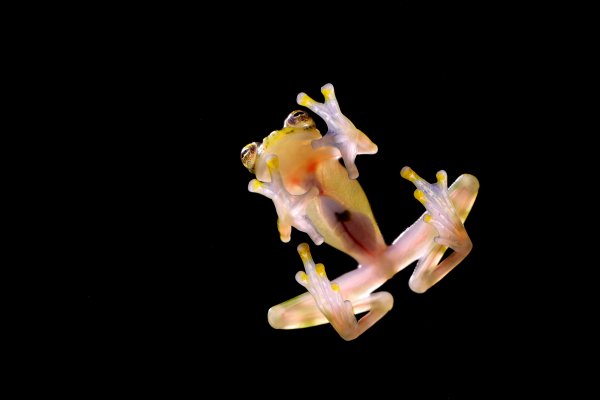 Raticulated Glass Frog (Hyalinobatrachium valerioi), rosněnka Valeriova, Puerto Viejo, Costa Rica