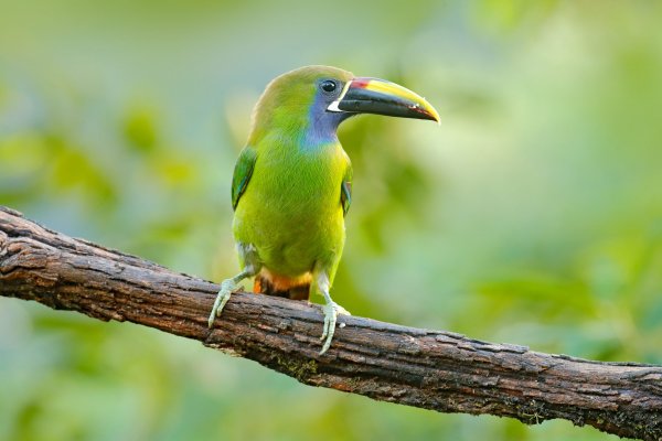 Emerald Toucanet  (Aulacorhynchus prasinus) arassari smaragdový, Vera Blanca