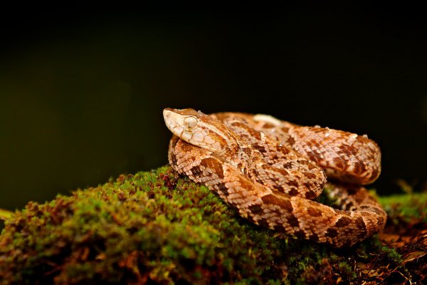 Fer-de-lance (Bothrops atrox) křovinář aksamitový, Boca Tapada, Costa Rica