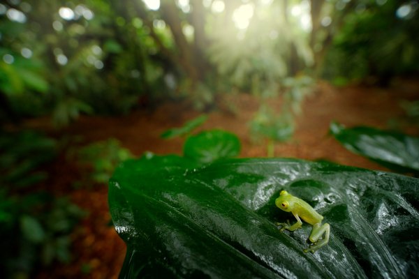 Fleschmann´s Glass Frog (Hyalinobatrachium fleischmanni), rosněnka Fleischmannova, Puerto Viejo, Costa Rica