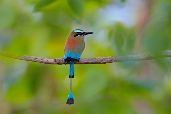 Turquise-browed Motmot (Eumomota superciliosa) momot skořicovobřichý, Rio Tarcoles, Carara NP, Costa Rica