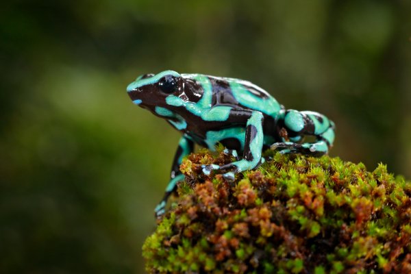 Green-and-black Poison-dart Frog (Dendrobates auratus) pralesnička batiková, Puerto Viejo, Costa Rica