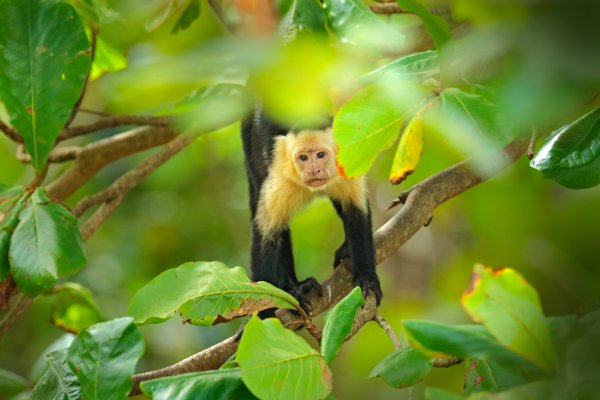 White-headed Capuchin (Cebus capucinus) malpa kapucínská, Puerto Viejo, Costa Rica