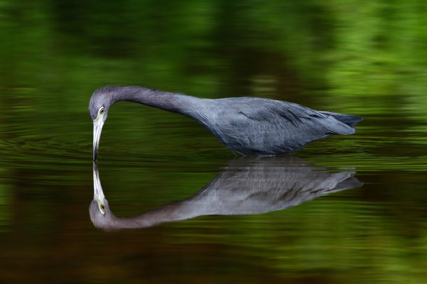 Little Blue (Egretta caerulea) volavka modrošedá, Rio Baru, Dominica, Costa Rica