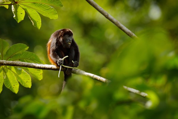 Vřešťan pláštíkový (Alouatta palliata) Mantled How ler Monkey, Boca Tapada, Costa Rica,