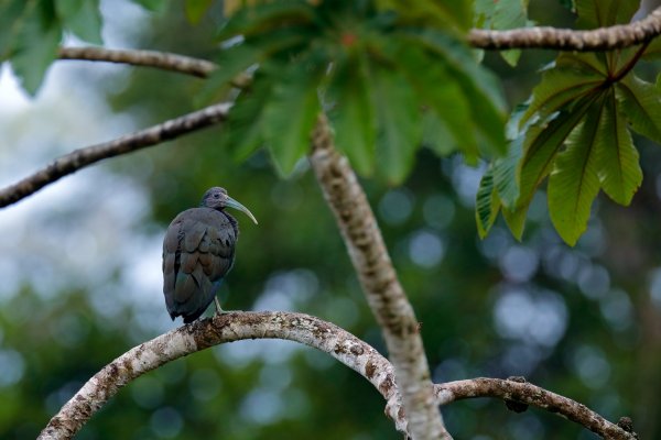 Green Ibis (Mesembrinibis cayennensis) Ibis lesní, Boca Tapada, Costa Rica