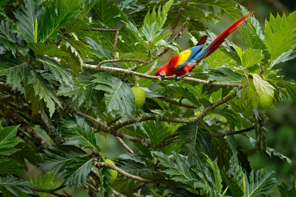 Scarlet Macaw (Ara macao) ara arakanga, Puetro Viejo, Costa Rica