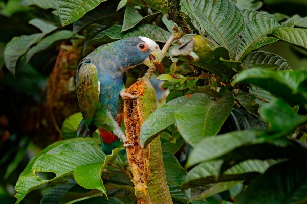 Bird White-crowned Pionus (Pionus senilis) amazónek běločelý, Boca Tapada, Costa Rica