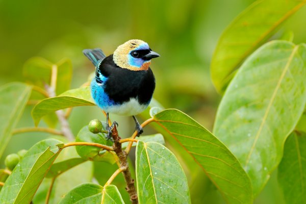 Golden-hooded Tanager (Tangara larvata) tangara masková, Boca Tapada, Costa Rica