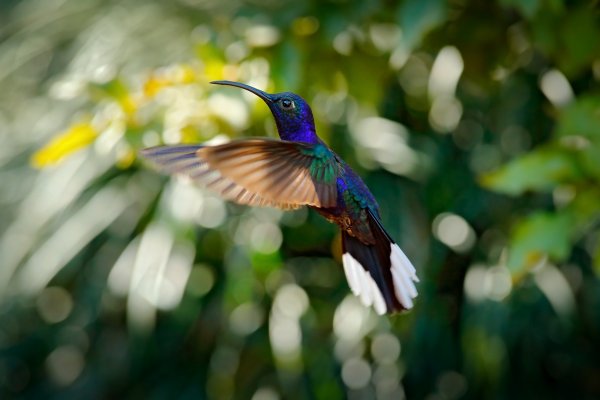 Violet Sabrewing (Campylopterus hemileucurus) kolibřík fialkový, La Paz, Cordillera de Talamanca, Costa Rica