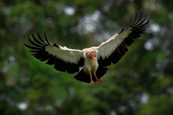 King Vulture (Sarcoramphus papa) kondor královský, Boca Tapada, Costa Rica