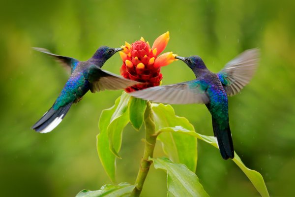 Violet Sabrewing (Campylopterus hemileucurus) kolibřík fialkový, La Paz, Cordillera de Talamanca, Costa Rica