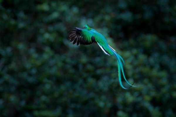 Resplendent Quetzal (Pharomachrus mocinno) kvesal chocholatý, Cordillera de Talamanca, Costa Rica