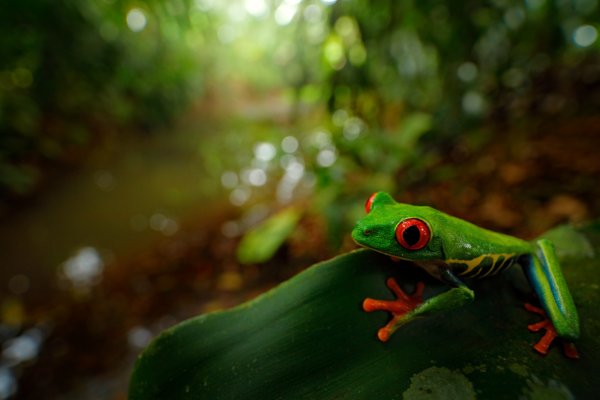 Red-eyed Tree Frog (Agalychnis callidryas) listovnice červenooká, Puerto Viejo, Costa Rica