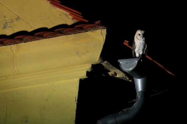 Barn owl (Tyto alba) sova pálená, u Loun, Czech Republic