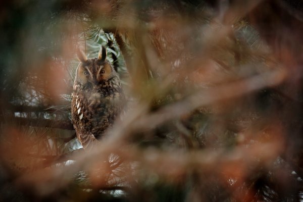 Long-eared owl (Asio otus) kalous ušatý, Litoměřicko, Czech Republic