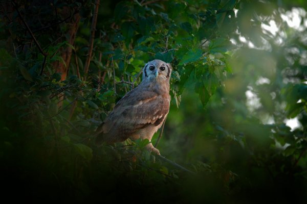 Verreaux's eagle-owl (Bubo lacteus), výr bělavý, Moremi, Okavango delta, Botswana