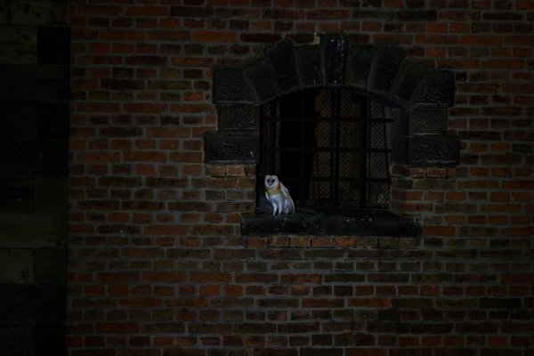 Barn owl (Tyto alba) sova pálená, u Loun, Czech Republic