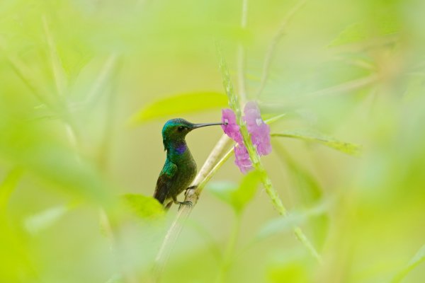 Charming Hummingbird (Amazilia decora) kolibřík sličný, Dos Brazos, Corcovado Nacional Parque, Costa Rica