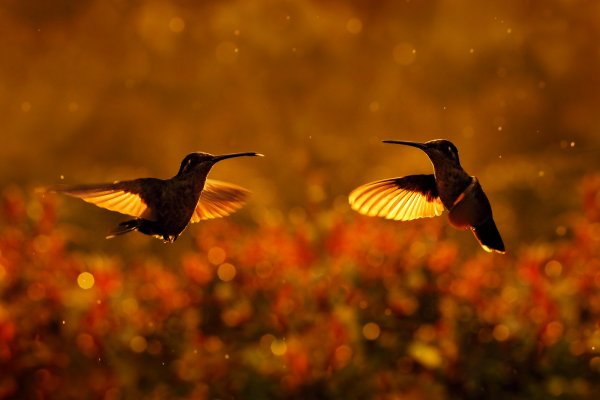 Talamanca hummingbird (Eugenes spectabilis) kolibřík skvostný, Tapantí Nacional Parque, Costa Rica