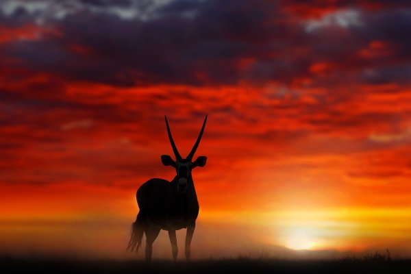 Přímorožec jihoafrický (Oryx gazella) Gemsbok, Sossusvlei, Namib-Naukluft National Park, Namibie