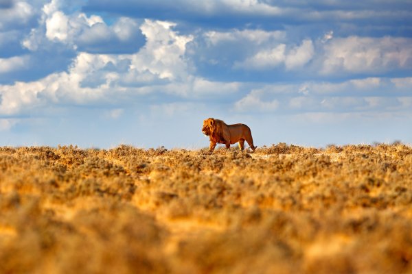 Lev pustinný (Panthera leo) African lion, Etosha National Park, Namibia