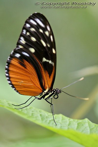 Hercales Longwing (Heliconius hecale), Hercales Longwing (Heliconius hecale), Autor: Ondřej Prosický, Model aparátu: Canon EOS 20D, Objektiv: Canon EF 100mm f/2,8 Macro USM, fotografováno z ruky Clona: 3.20, Doba expozice: 1/200 s, ISO: 400, Kompenzace expozice: -1/3, Blesk: Ne, Vytvořeno: 11. prosince 2005 14:02:47, Kostarika 
