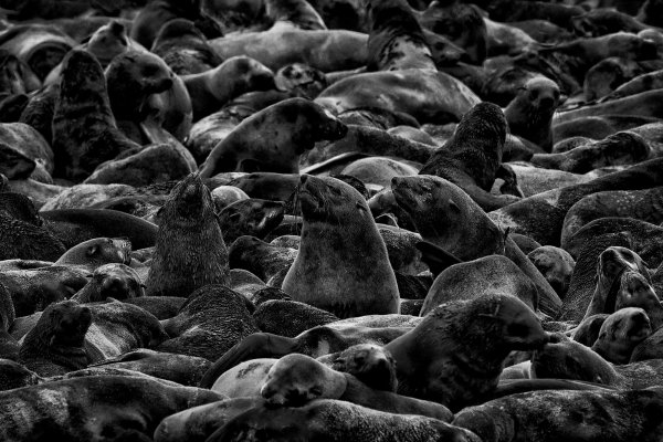 Lachtan jihoafrický (Arctocephalus pusillus) Cape fur seal, Walvis Bay, Namibia