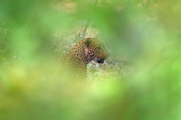 Levhart jihoafrický (Panthera pardus shortridgei) Leopard, Kruger National Park, JAR