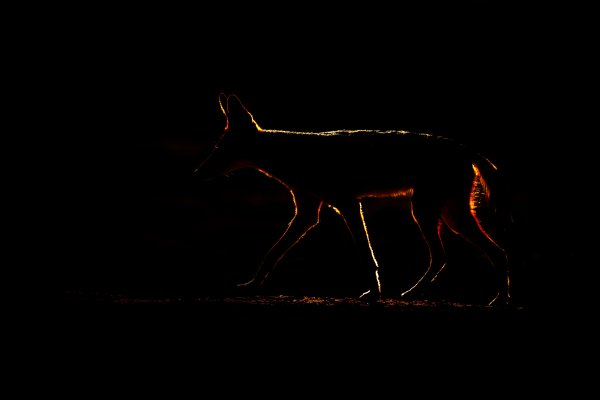 Šakal čabrakový (Canis mesomelas) Black-backed jackal, Kgalagadi Transfrontier Park, Botswana