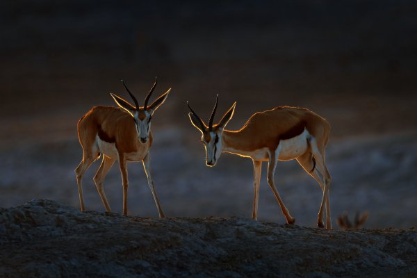Antilopa skákavá (Antidorcas marsupialis) Springbok, Etosha National Park, Namibia