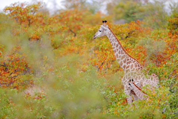 Žirafa kapská (Giraffa camelopardalis giraffa) South African giraffe, Kruger National Park, South Africa