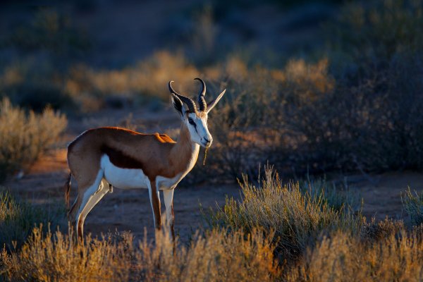 Antilopa skákavá (Antidorcas marsupialis) Springbok, Kgalagadi Transfrontier Park, JAR