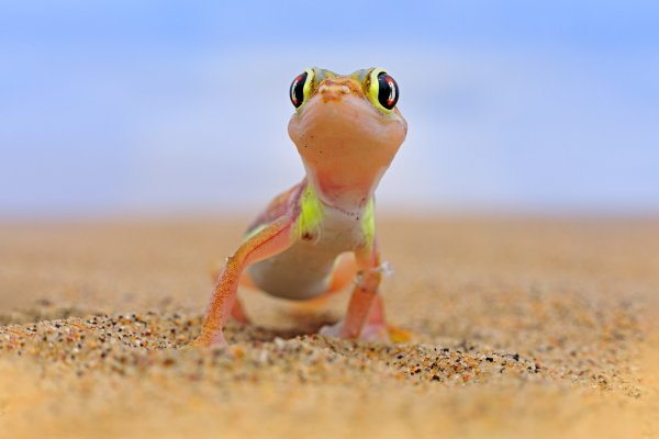 Gekon (Pachydactylus rangei) Web-footed palmato gecko, Sossusvlei, Namib-Naukluft Park, Namibia