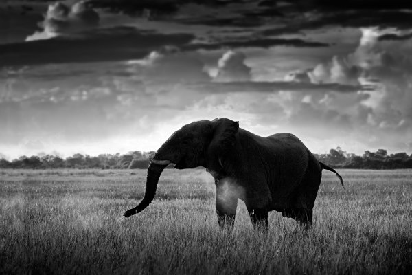 Slon africký (Loxodonta africana) African elephant, Moremi GR, Okavango, Botswana