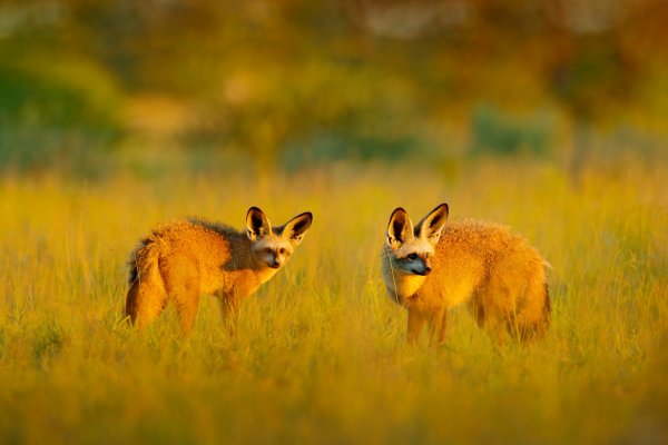 Pes ušatý (Otocyon megalotis) Bat-eared fox, Nxai Pan National Park, Botswana