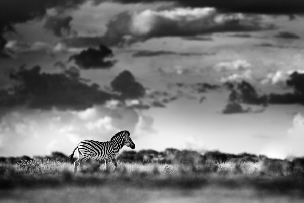 Zebra stepní (Equus quagga burchellii) Burchell's zebra, Nxai Pan National Park, Botswana