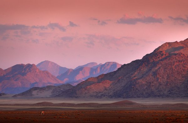 Přímorožec jihoafrický (Oryx gazella) Gemsbok, Sossusvlei, Namib-Naukluft National Park, Namibie