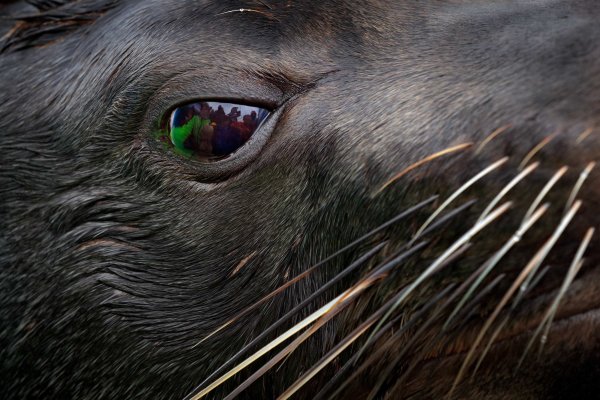 Lachtan jihoafrický (Arctocephalus pusillus) Cape fur seal, Walvis Bay, Namibia