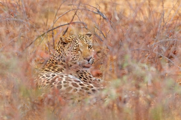 Levhart jihoafrický (Panthera pardus shortridgei) Leopard, Okonjima Nature Reserve, Namibia