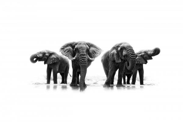 Slon africký (Loxodonta africana African Elephant, Etosha National Park, Namibia