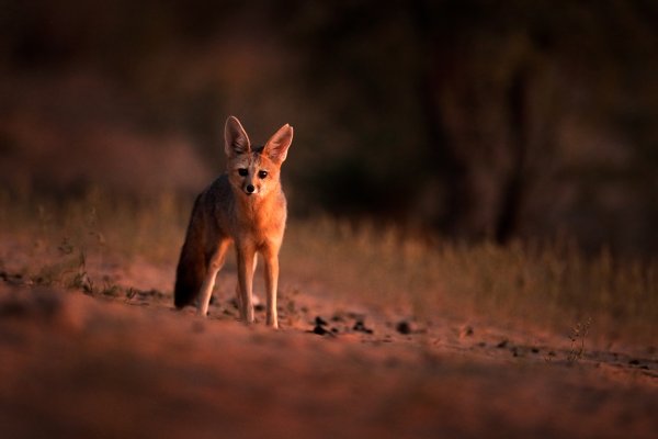 Liška chama (Vulpes chama) Cape fox, Kgalagadi Transfrontier Park, Botswana