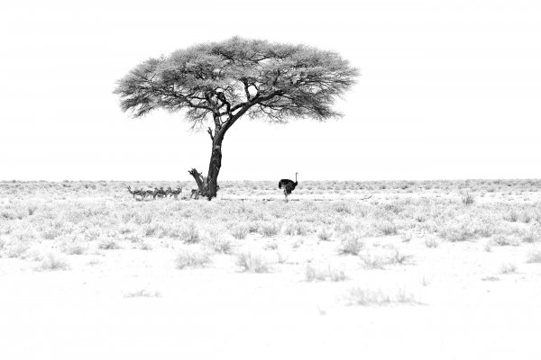 Pštros dvouprstý (Struthio camelus) Common ostrich, Namib-Naukluft National Park, Namibia