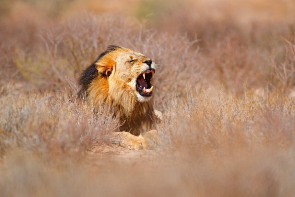 Lev pustinný (Panthera leo) African lion, Etosha National Park, Namibia