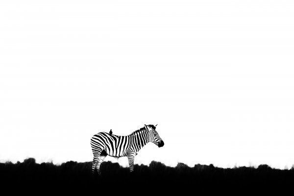 Zebra stepní (Equus quagga burchellii) Burchell's zebra, Nxai Pan National Park, Botswana